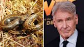 "¿Por qué tenían que ser serpientes?" Científicos bautizan una nueva especie con el nombre de Harrison Ford