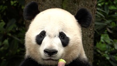 The winner in China's panda diplomacy: the pandas themselves - East Idaho News