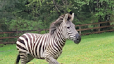 Former rodeo clown helps wrangle loose zebras in Washington