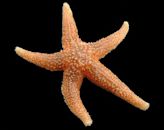 Starfish regeneration