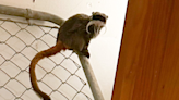 Dallas Zoo Is Offering a $25,000 Reward for Information on Who Stole Its Monkeys