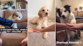 Viral 'paws in' challenge explodes among dog owners on social media: 'All paws on deck!'