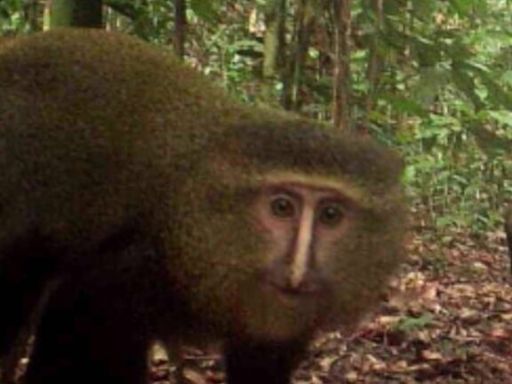 Camera traps prove essential in discovering brand new species of monkey