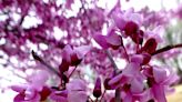 Gardening for You: Redbuds for spring color