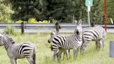 Zebra on the run in Washington State