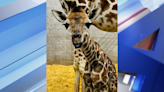 Just Precious! OKC Zoo announces name of newest giraffe calf