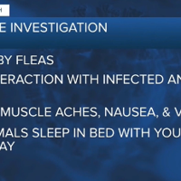 Health officials investigating human plague case in Colorado