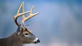 NC Wildlife Resources Commission reports additional Chronic Wasting Disease cases - Salisbury Post