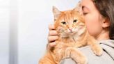 21 Orange Cat Breeds for Every Home