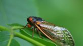 Cicadas are at their peak — so you may see more copperheads. Snake expert explains