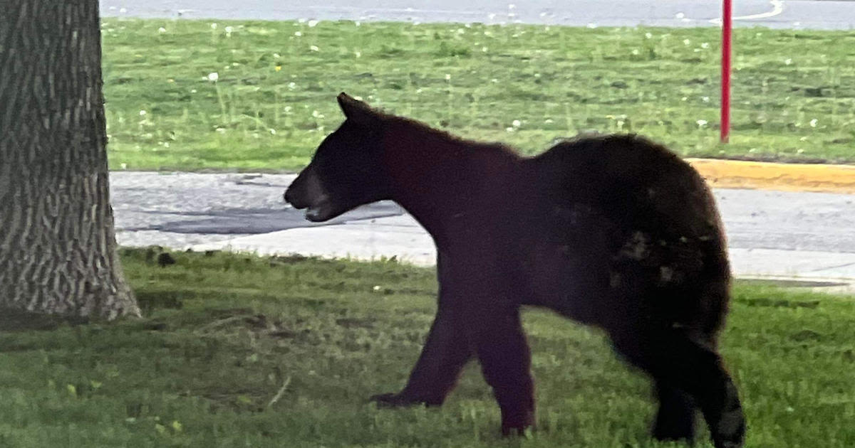 Eastern Minnesota authorities respond to 2 crashes involving bears in 1 night