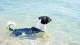 Internet amazed as dog swims with "harmless" shark