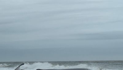 50-foot fin whale beached, likely dying at Delaware Seashore State Park on Sunday