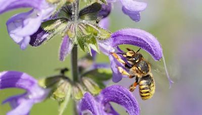 Stadt Luzern geht auf die Suche nach Wildbienen – Bevölkerung soll dabei helfen