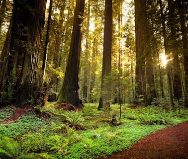 This California State Park Is the Highest-rated in the U.S. — and It Has a Scenic Highway, a Massive Old-growth Forest, and a Railbike Tour