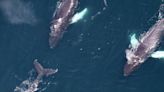 Dozens of endangered species spotted in large group of whales off New England