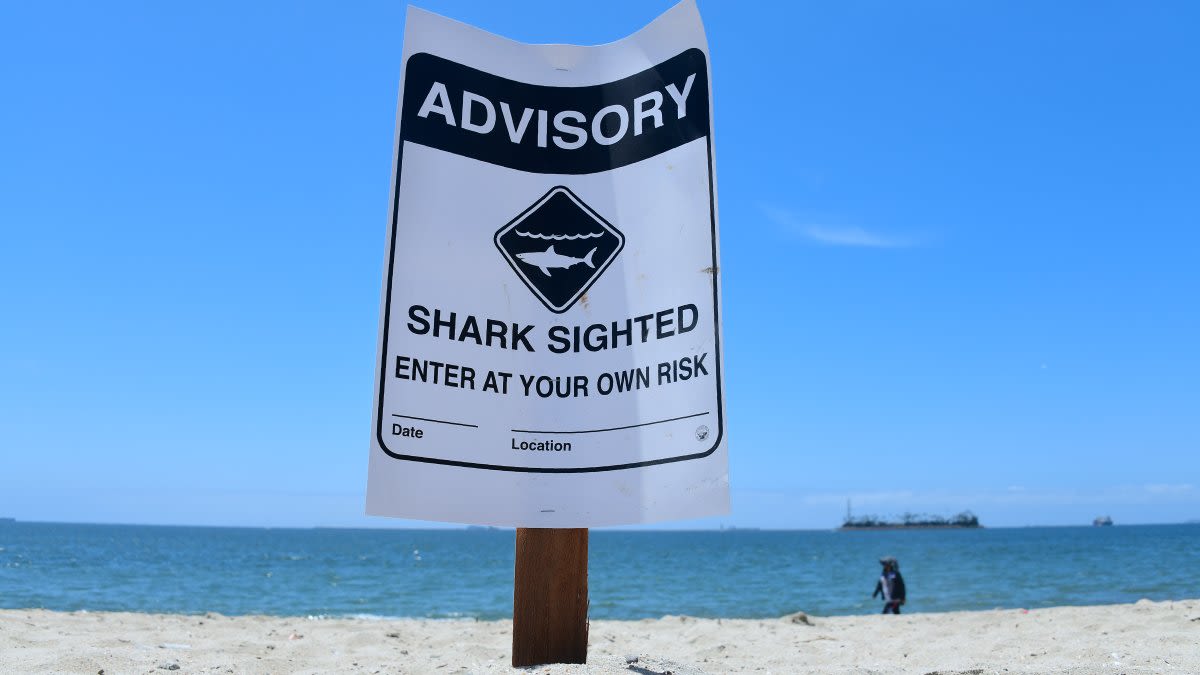 10-foot shark spotted in Torrey Pines State Beach waters, prompting advisory signs