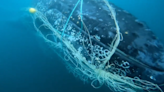 Humpback whale found tangled in a shark net off Australia. Watch its daring rescue