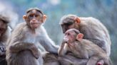 El curioso caso del médico que implantaba testículos de mono para lograr la eterna juventud