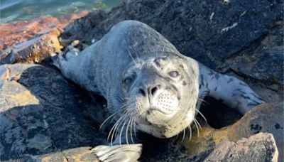 Seal pup rescued in Victoria after human interference