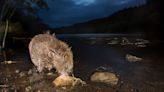 Public bodies on ‘go slow’ on boosting beaver numbers, campaigners argue