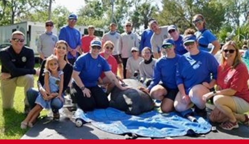 Toast the manatee released by FWC, SeaWorld and Casey DeSantis near Crystal River