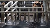 La vaca mantiene la tendencia alcista en el Mercado Agroganadero de Cañuelas