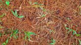 Pine Straw Mulch: What It Is and How to Use It
