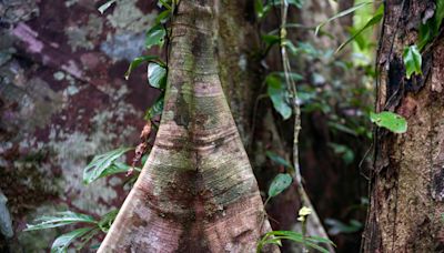 Bactérias nos troncos das árvores da Amazônia são capazes de absorver metano