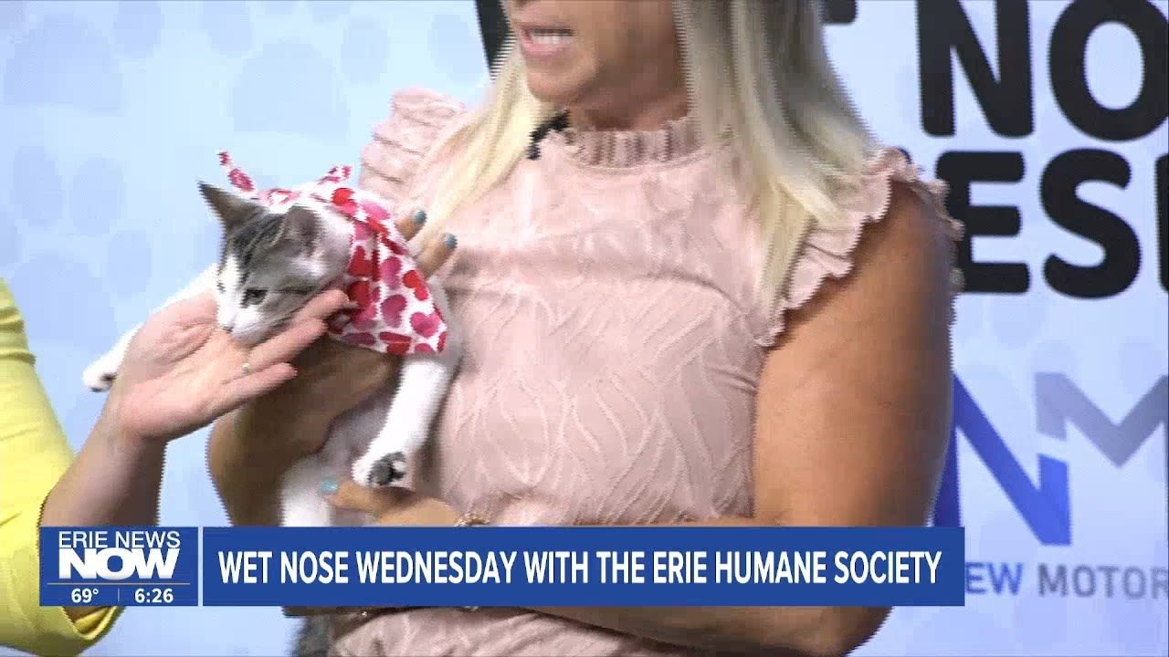 Meet Abigail: Wet Nose Wednesday with the Erie Humane Society