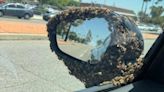 Honey bees swarm driver on the streets of Bakersfield