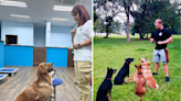 Should you train dogs with reward or punishment? Views vary in Singapore community