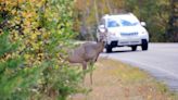 Deer knocks passenger off motorcycle in Isanti County