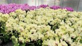 台糖蝴蝶蘭花型優美花期長 供應數量再度蟬聯台北花市第一名