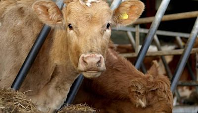 Una publicación del IMIDA orienta a los productores de leche de la Región de Murcia para mejorar su rentabilidad