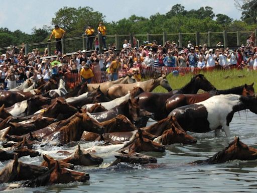 Pony Swim celebrates 99 years on Chincoteague Island