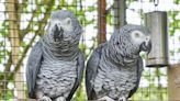 British Zoo Reveals Plan to Curb Parrots' Swearing: Could 'Turn Into Some Adult Aviary'