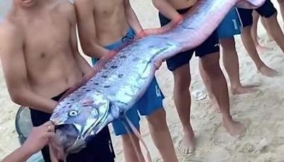 越南驚見4.5米超大「地震魚」擱淺 居民憂「天災前兆」作法解厄