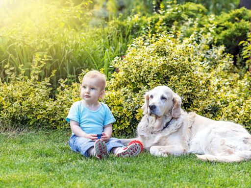 Golden Retriever's Sweet Way of Sharing Toys with Toddler Brother Is Everything