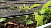 When Was the Last Time You Cleaned Your Home's Gutters?