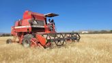 Inicia la cosecha de semilla de trigo para fortalecer la producción en 10 municipios