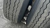 Trapped kitten rescued from in between semi truck tires