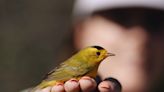 On this unassuming trail near LA, bird watchers see something spectacular