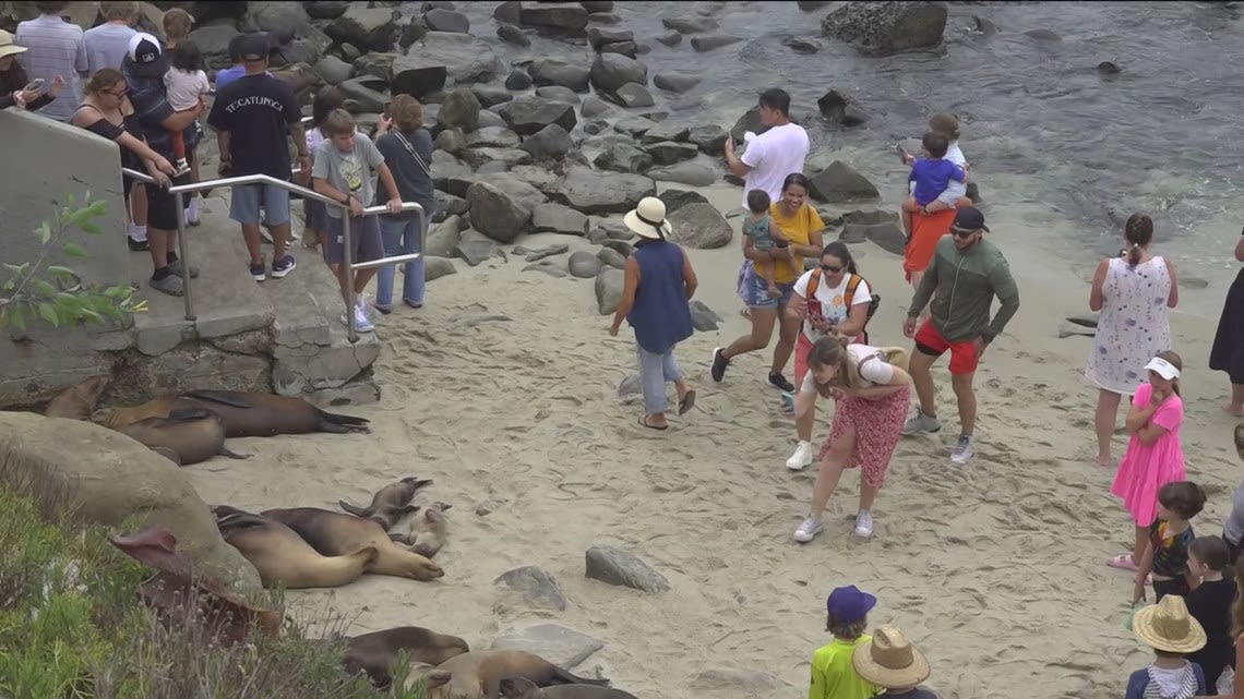 Warning: Don't go near sea lions in La Jolla when visiting San Diego