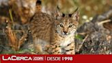 La población de lince ibérico superó los 2.000 ejemplares en 2023 y se aleja progresivamente del riesgo de extinción