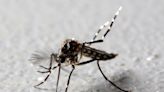 Encuentran en Vietnam y Camboya mosquitos súper-resistentes a los insecticidas