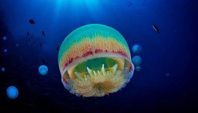 How Long Do Jellyfish Live? Are They All Immortal?