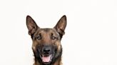 Belgian Malinois Tries Not to Be Obvious About Begging and Fails Miserably