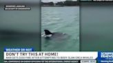 Man Fined for Dangerous Orca Encounter in NZ Waters
