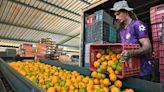 Disease, drought and alternative fruits: The orange juice industry is in crisis